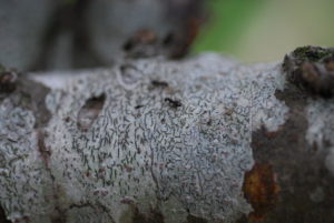 庭の木にいる蟻
